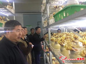 河南省領導陪同外商考察世紀香食用菌，共促農產品初加工發展