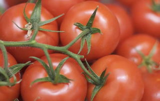 2019年上半年國家農產品質量安全風險監測 初加工食用農產品質量安全水平穩步提升