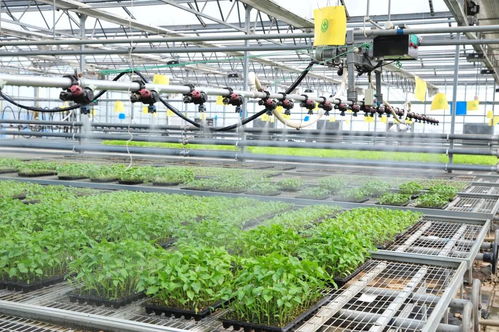 延慶區現代化育苗工廠 科技賦能農業，保障農產品穩定供應