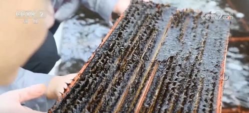 采收時節產銷旺，初加工串起特色農產品致富路